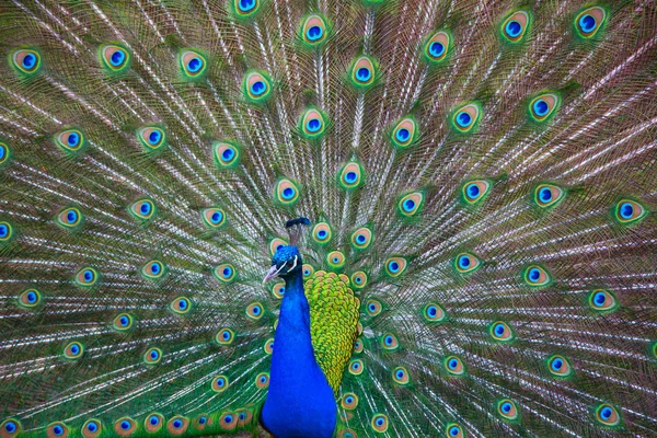 Kolorowe Pawie Mężczyzna Puszysty Ogon — Zdjęcie stockowe