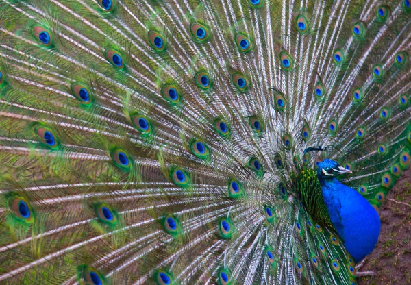 Buntes Pfauenmännchen Mit Flauschigem Schwanz — Stockfoto