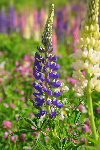 Lupinen Wildblumen Den Schweizer Alpen — Stockfoto