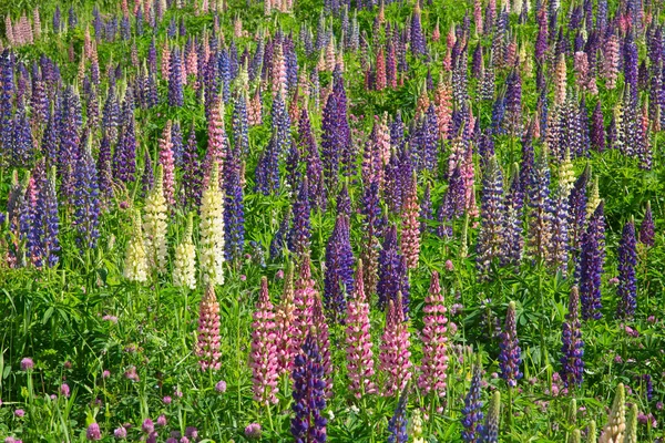 Flores Silvestres Lupinas Los Alpes Suizos — Foto de Stock