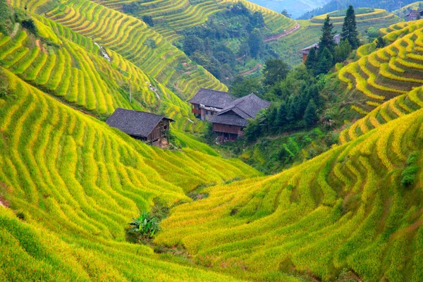 Longsheng Rice Terraces Dragons Backbone Également Connu Sous Nom Longji — Photo