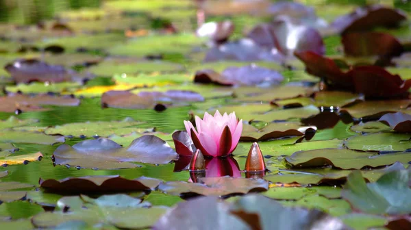 Doğal bataklık ile su lilyum