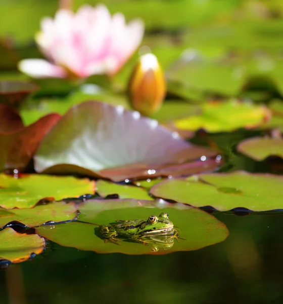Natural Swamp Water Lillies — Stock Photo, Image