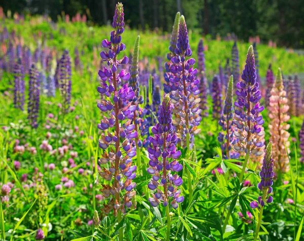 Lupine Fiori Selvatici Alpi Svizzere — Foto Stock