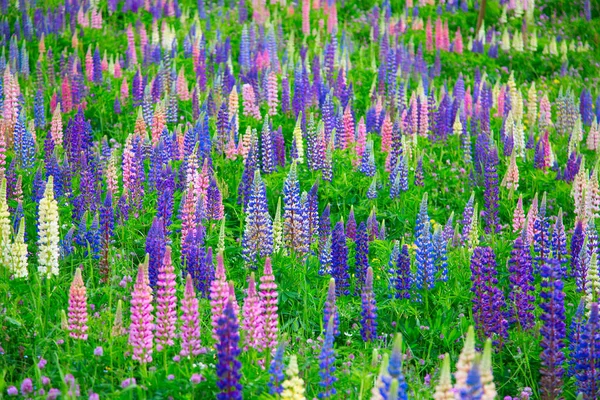 Lupinen Wildblumen Den Schweizer Alpen — Stockfoto