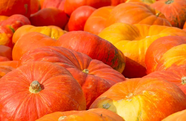 Collection Citrouilles Colorées Sur Marché Automne — Photo