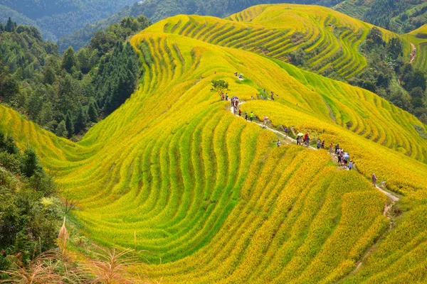 Longsheng Rice Terraces Dragons Backbone Também Conhecido Como Longji Rice — Fotografia de Stock