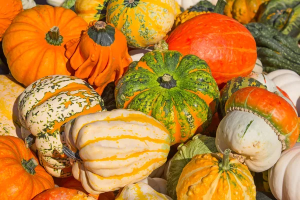 Colección Calabazas Coloridas Mercado Otoño — Foto de Stock