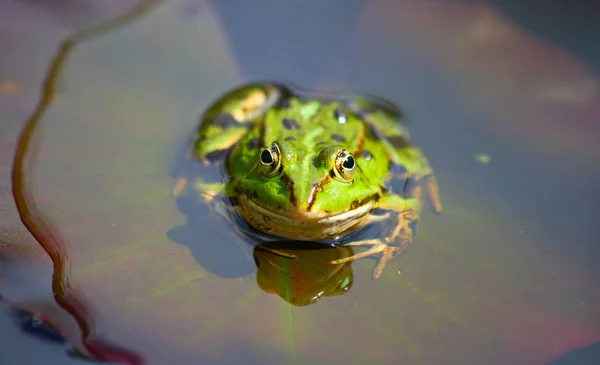 Natural Swamp Water Lillies — Stock Photo, Image