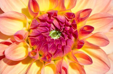 Sabah çiğ damlaları ile renkli yıldız çiçeği