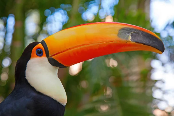 Färgglada tucan — Stockfoto