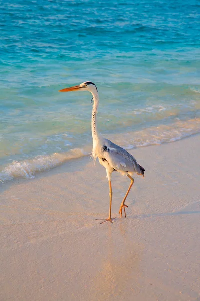 Gray Heron Fishing Sunset Beach — Stock Photo, Image