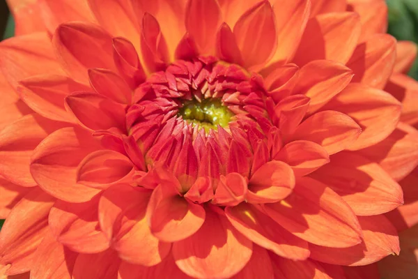 Colorful Dahlia Flower Morning Dew Drops — Stock Photo, Image