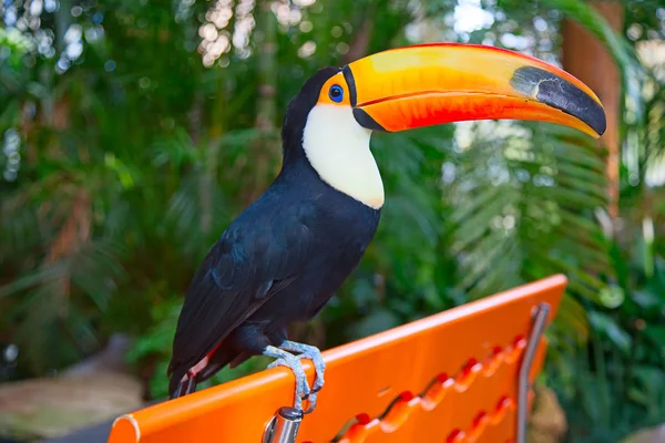 Colorful Tucan Aviary — Stock Photo, Image