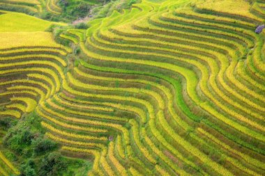 Longsheng Rice Terasları (Dragon 's Backbone) Çin' in Guilin şehrinden yaklaşık 100 km (62 mi) uzaklıkta, Longsheng County 'de bulunmaktadır.
