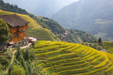Longsheng Rice Terasları (Dragon 's Backbone) Çin' in Guilin şehrinden yaklaşık 100 km (62 mi) uzaklıkta, Longsheng County 'de bulunmaktadır.