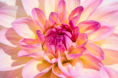 Sabah çiğ damlaları ile renkli yıldız çiçeği