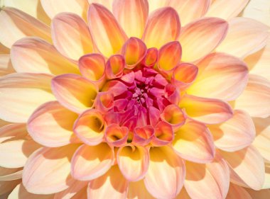 Sabah çiğ damlaları ile renkli yıldız çiçeği