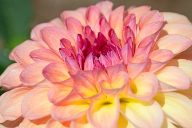 Sabah çiğ damlaları ile renkli yıldız çiçeği