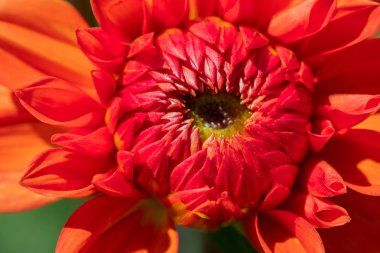 Sabah çiğ damlaları ile renkli yıldız çiçeği