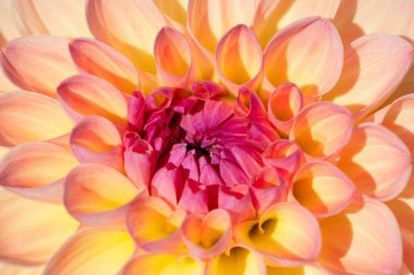 Sabah çiğ damlaları ile renkli yıldız çiçeği