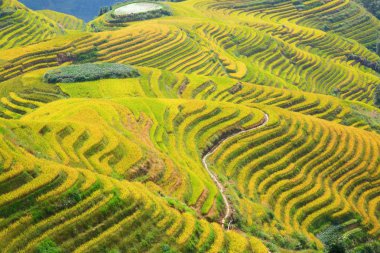 Longsheng Rice Terasları (Dragon 's Backbone) Çin' in Guilin şehrinden yaklaşık 100 km (62 mi) uzaklıkta, Longsheng County 'de bulunmaktadır.