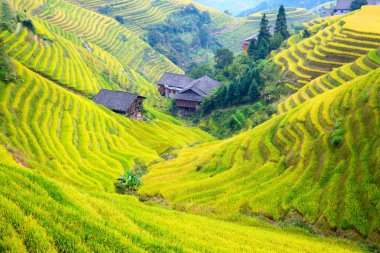Longsheng Rice Terasları (Dragon 's Backbone) Çin' in Guilin şehrinden yaklaşık 100 km (62 mi) uzaklıkta, Longsheng County 'de bulunmaktadır.