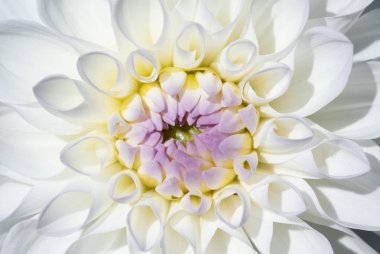 Sabah çiğ damlaları ile renkli yıldız çiçeği