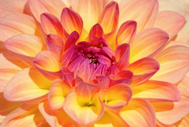 Sabah çiğ damlaları ile renkli yıldız çiçeği