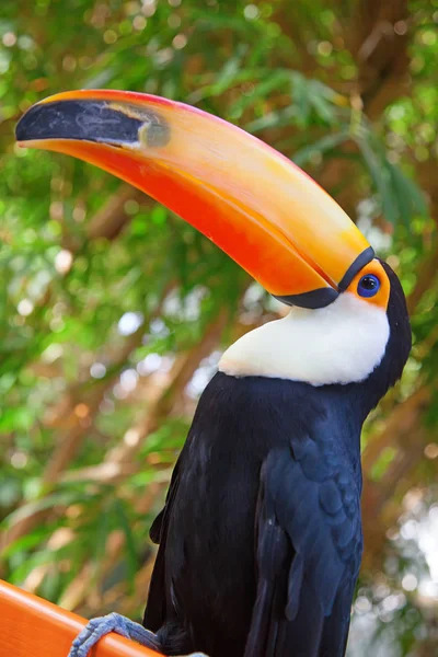 Tucano Colorido Aviário — Fotografia de Stock