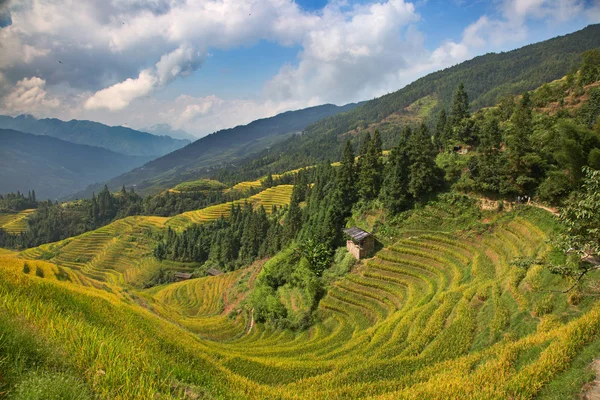 Les Longsheng Rice Terraces Colonne Vertébrale Dragon Également Connues Sous — Photo