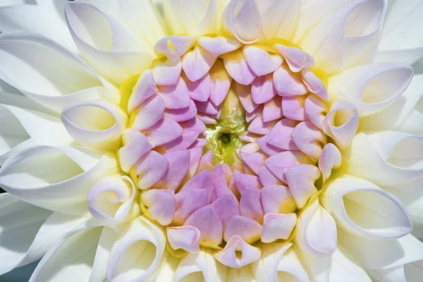 Färgglada Dahlia Blomma Med Morgon Dagg Droppar — Stockfoto