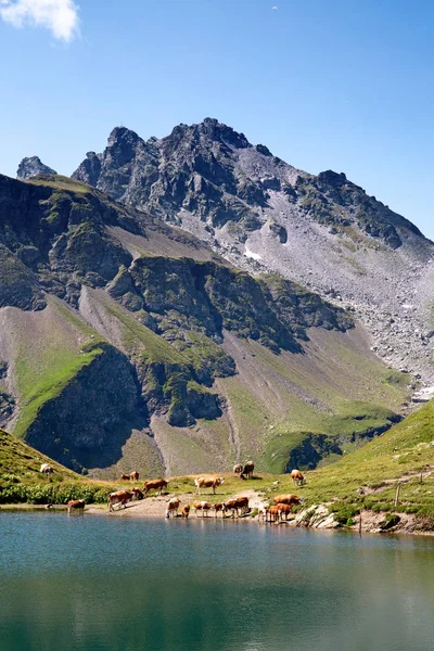 Paisagem Verão Região Pizol Alpes Suíços — Fotografia de Stock