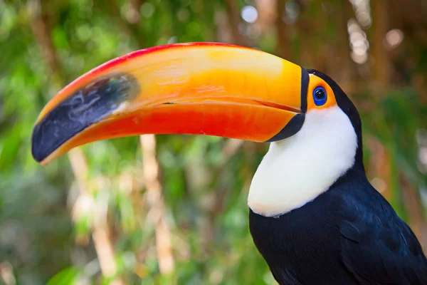 Colorful Tucan Aviary — Stock Photo, Image