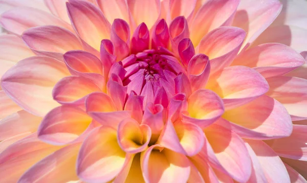 Kolorowy Kwiat Dahlii Porannymi Kroplami Rosy — Zdjęcie stockowe