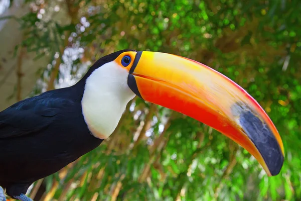 Tucano Colorido Aviário — Fotografia de Stock