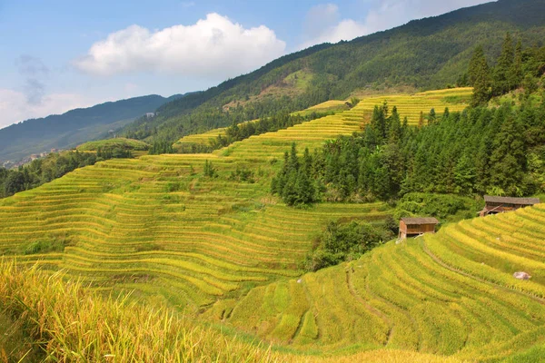 Longsheng Rice Terraces Espinha Dorsal Dragão Também Conhecido Como Longji — Fotografia de Stock