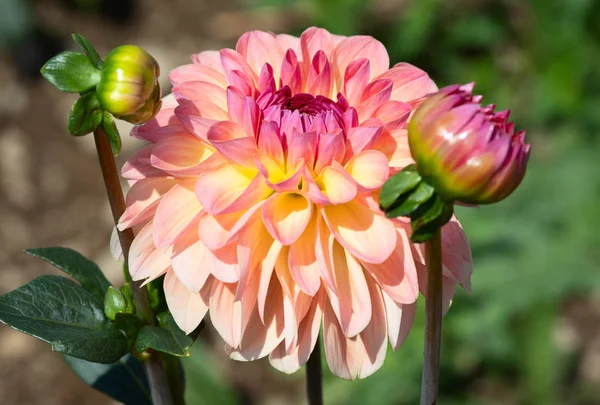 Colorful Dahlia Flower Morning Dew Drops — Stock Photo, Image