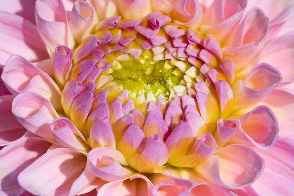 Sabah Çiğ Damlaları Ile Renkli Yıldız Çiçeği — Stok fotoğraf