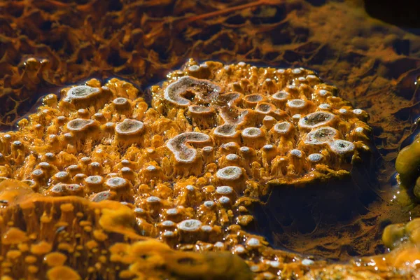 Zwarte Zandgeiser Bekken Het Yellowstone National Park Verenigde Staten — Stockfoto