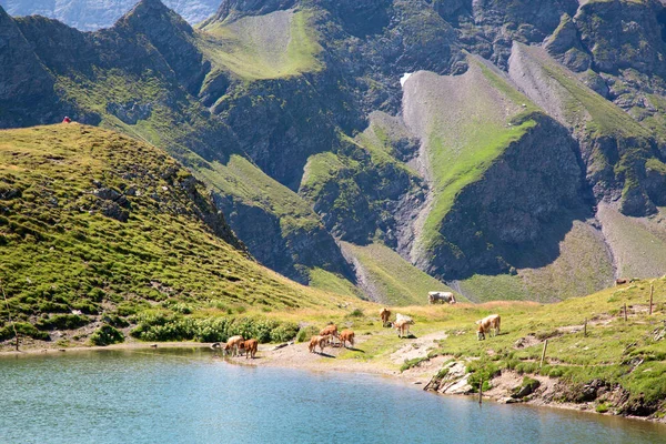 Paisagem Verão Região Pizol Alpes Suíços — Fotografia de Stock