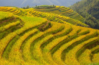 Longsheng Rice Terasları (Dragon 's Backbone) Çin' in Guilin şehrinden yaklaşık 100 km (62 mi) uzaklıkta, Longsheng County 'de bulunmaktadır.