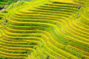Longsheng Rice Terasları (Dragon 's Backbone) Çin' in Guilin şehrinden yaklaşık 100 km (62 mi) uzaklıkta, Longsheng County 'de bulunmaktadır.