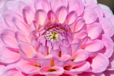 Sabah çiğ damlaları ile renkli yıldız çiçeği