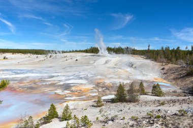 Norris gayzer havzası Yellowstone Ulusal Parkı, ABD