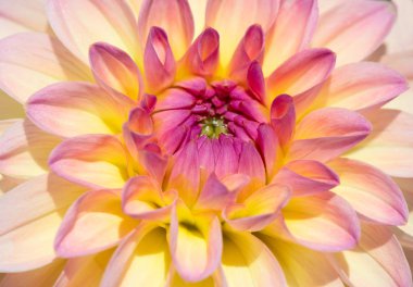 Sabah çiğ damlaları ile renkli yıldız çiçeği