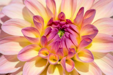 Sabah çiğ damlaları ile renkli yıldız çiçeği