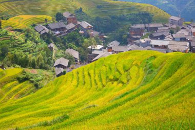 Longsheng Rice Terasları (Dragon 's Backbone) Çin' in Guilin şehrinden yaklaşık 100 km (62 mi) uzaklıkta, Longsheng County 'de bulunmaktadır.