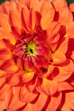 Sabah çiğ damlaları ile renkli yıldız çiçeği