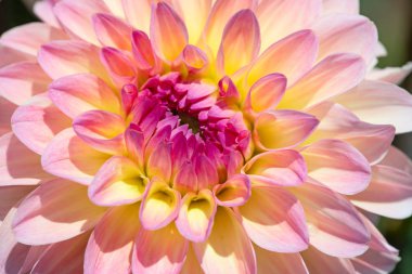 Sabah çiğ damlaları ile renkli yıldız çiçeği